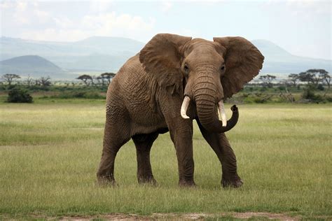 African Elephant 1xbet