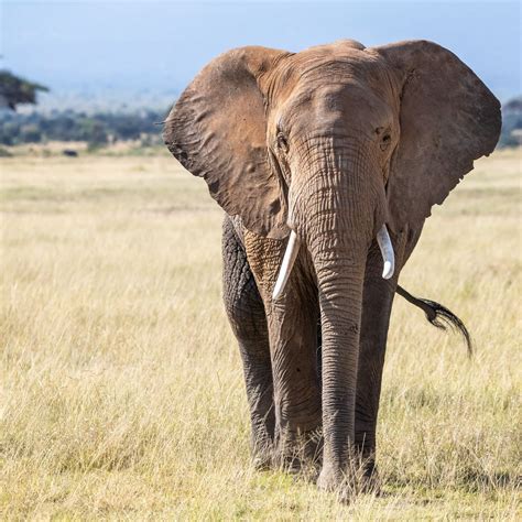 African Elephant Novibet