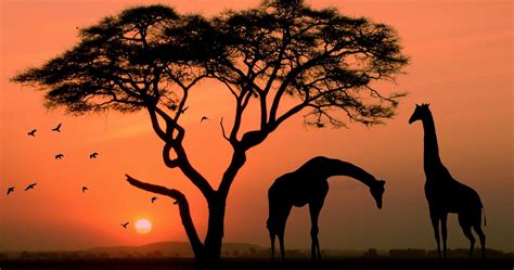 African Sunset 2 Betsson