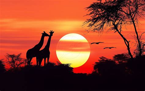 African Sunset Leovegas