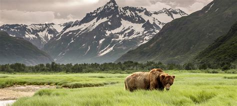 Alaska Wild Betsul