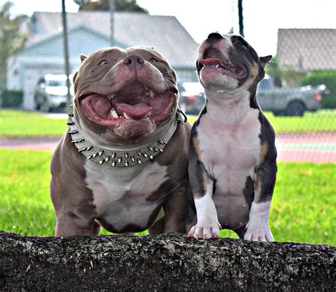 American Bully Texas Holdem