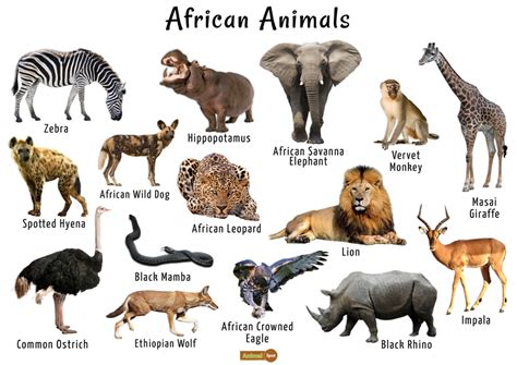 Animals Of Africa Sportingbet