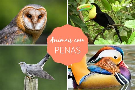 Aves Do Outro Penas De Batalha De Slots