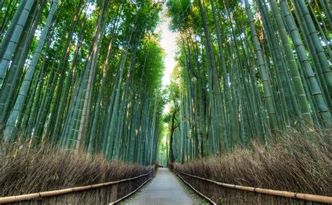 Bamboo Grove Sportingbet