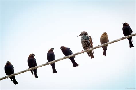 Birds On A Wire Betsson