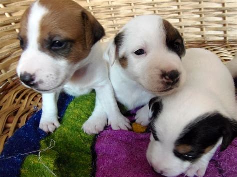 Black Jack Russel Para Venda Portugal