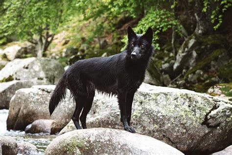 Black Wolf Bodog