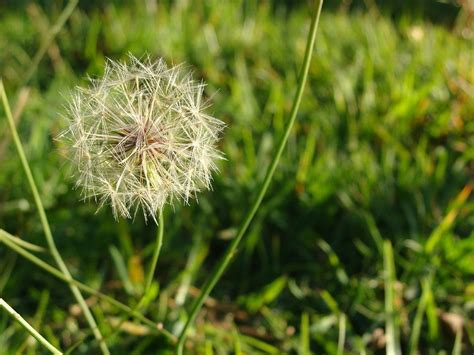 Blackjack Og De Ervas Daninhas