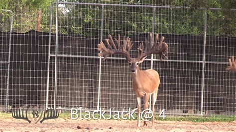 Blackjack Salao Red Deer