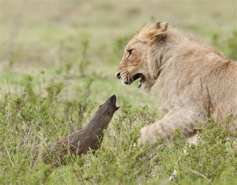 Brave Mongoose Betsul