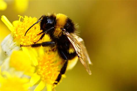 Bumble Bee Novibet