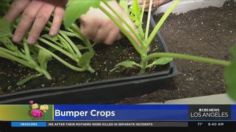 Bumper Crop Blaze