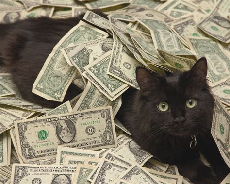 Cash Cats Blaze