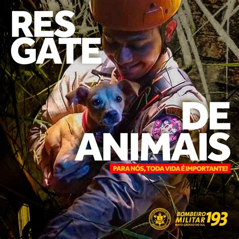 Casino De Resgate De Animais