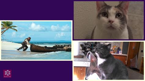 Cats Of The Caribbean Bet365