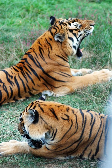 Chinese Tigers Betfair