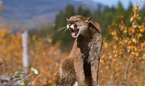 Cougar Roar Betsul