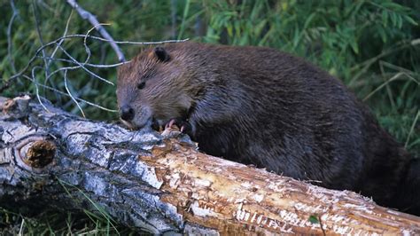 Dam Beavers Brabet