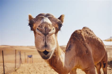Desert Camel Betfair