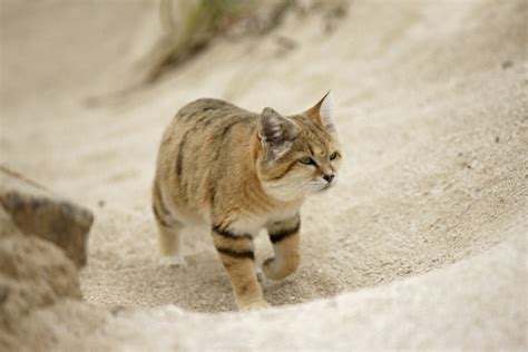 Desert Cats Bwin