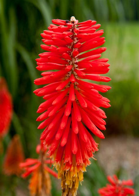 Dividindo Red Hot Poker Plantas