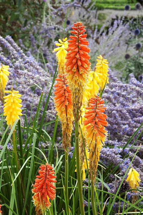 E Flamenco Red Hot Poker Venenosas