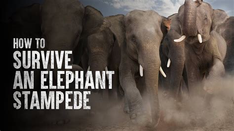 Elephant Stampede Sportingbet