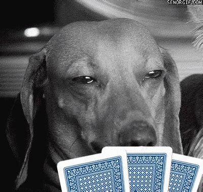 Engracado Poker Face Imagens