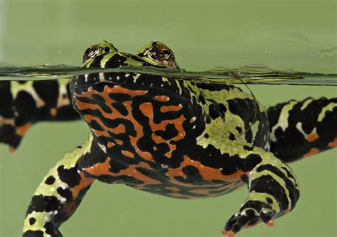 Fire Toad Betway