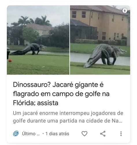 Florida Jacares Correndo Atras De Merda Mesmo