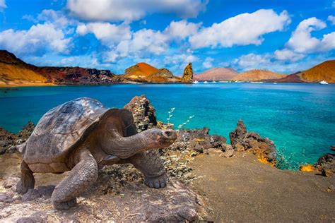 Galapagos Islands Betano