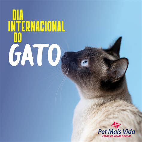 Gato 2024 Primeiro Dia Segundo Slot