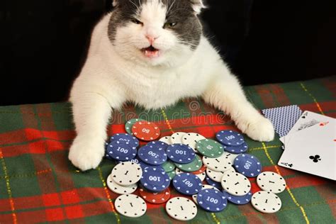 Gato De Poker Trocadilhos