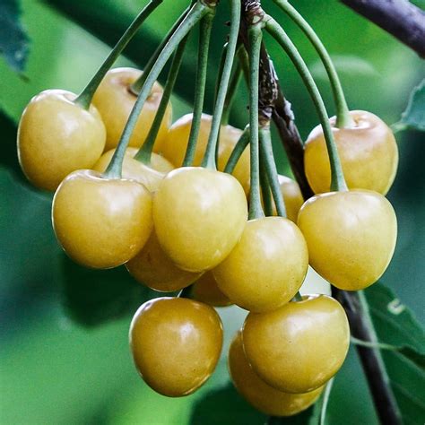 Gold Cherry Betsul