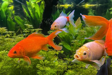 Goldfish Betfair