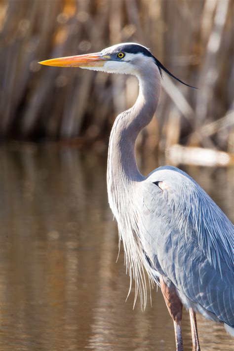 Great Blue Heron Slots