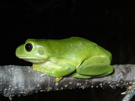 Green Frog Betsul