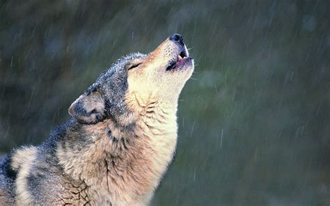 Howling Wolf Maquina De Fenda