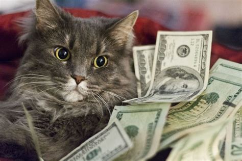 Jogar Cats And Cash Com Dinheiro Real