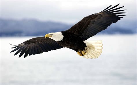 Jogue Bald Eagle Online