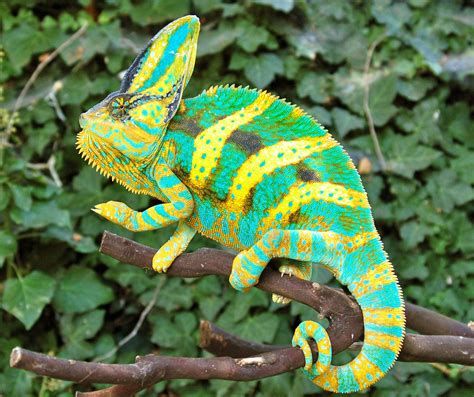 Jogue Chameleon Online