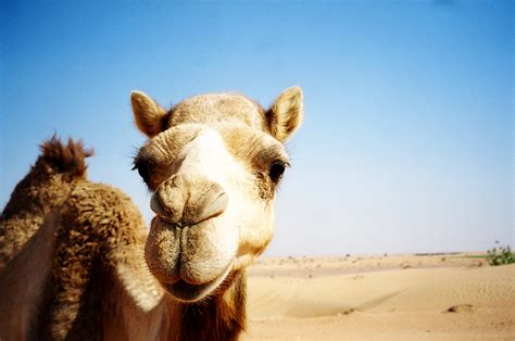 Jogue Desert Camel Online