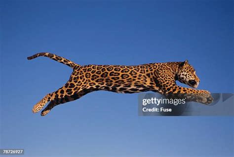 Jumping Jaguar Betsson