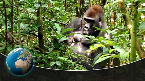 Jungle Gorilla Sportingbet