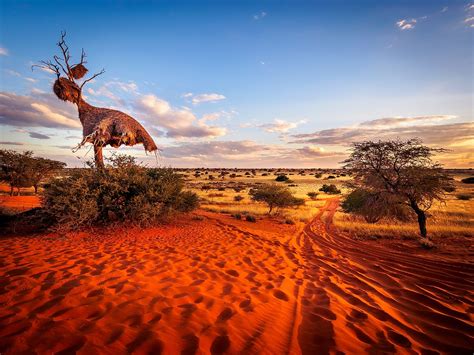 Kalahari Safari Bwin