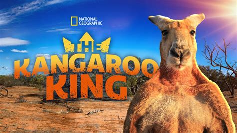 Kangaroo King Betsul