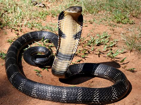 King Cobra Leovegas