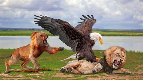 Lion King And Eagle King Betano