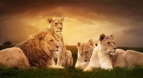 Lions Pride Betfair
